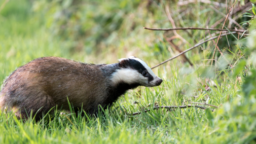 Badger at Crom Estate, County Fermanagh